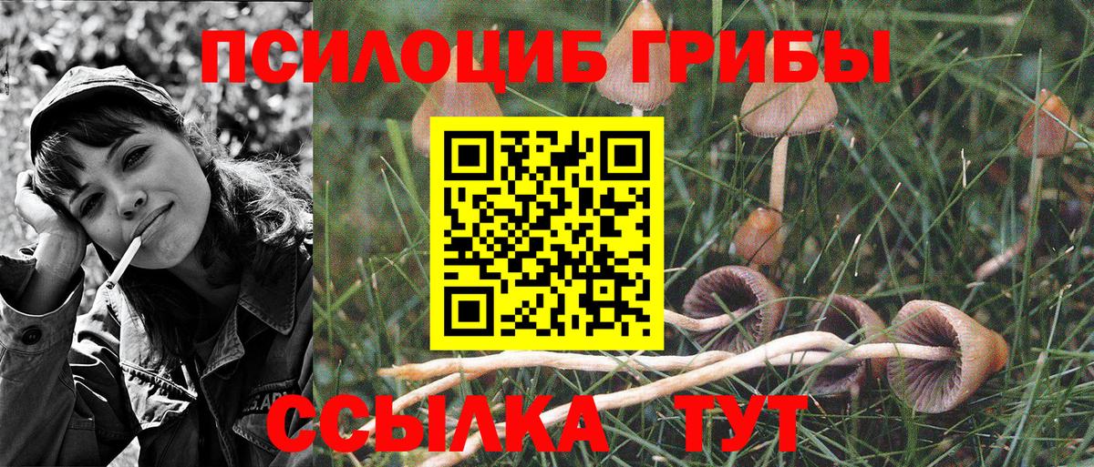 Скопин  закладка  Вход с VPN  Галлюциногенные грибы Psilocybe  Псилоцибиновые грибы Psilocybe 